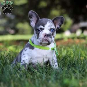 Patrick, French Bulldog Puppy